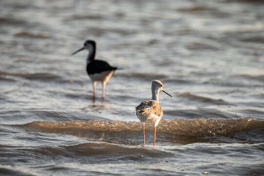 Black-winged stilt (Himantopus himantopus) standing in shallow water in warm evening light
