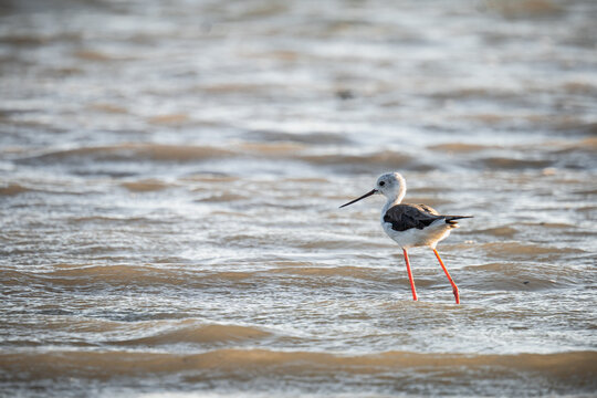 Black-winged stilt (Himantopus himantopus) standing in shallow water in warm evening light
