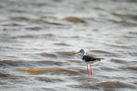 Black-winged stilt (Himantopus himantopus) standing in shallow water in warm evening light

