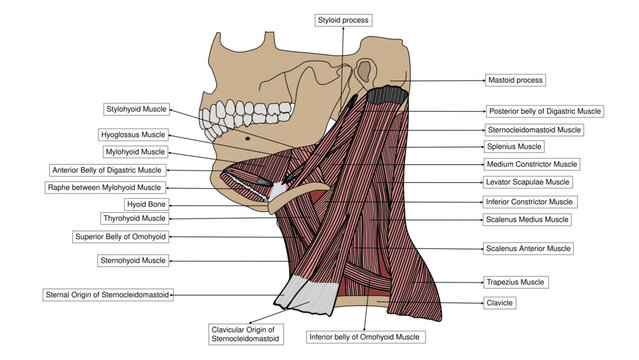 Lateral view of neck muscles vector illustration