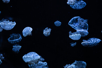 Spotted jellyfish swimming through dark deep ocean waters, creating a peaceful and serene underwater atmosphere that highlights the beauty and grace of diverse marine life organisms © Alina