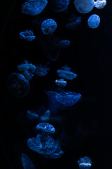 A glowing blue jellyfish floats through the deep dark ocean water as a peaceful aquatic scene, creating a serene and mystical atmosphere for nature photography or meditation © Alina