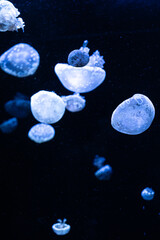 A group of bioluminescent jellyfish floats gracefully in dark deep ocean water, creating a serene and mystical underwater atmosphere for nature, biology, and scientific marine themes © Alina