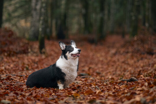 A black and white corgi sits upright on a bed of brown autumn leaves in a forest. The dog appears alert, with one ear up and head slightly turned.