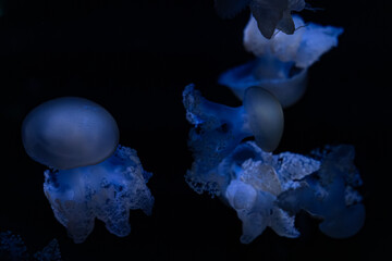 A group of bioluminescent blue jellyfish swim through dark deep waters, creating a peaceful and ethereal atmosphere that highlights the beauty and mystery of marine ecosystem life © Alina