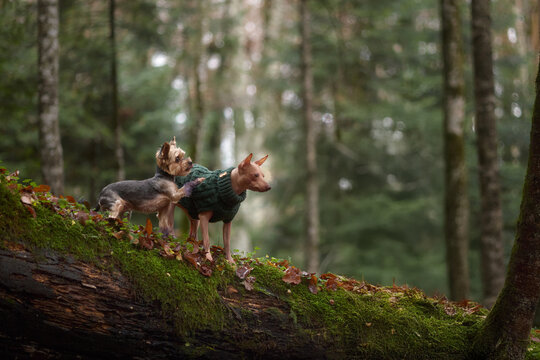 A pair of terriers in green sweaters walk slowly along a mossy path on a fallen tree. Tall trees and soft light create a peaceful woodland scene.