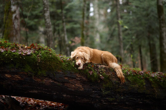 A Nova Scotia Duck Tolling Retriever walks carefully across a wide mossy log deep in the forest. The fallen leaves and tree trunks frame the movement.
