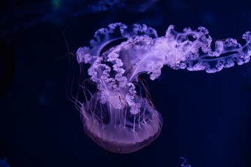 A graceful purple jellyfish floats elegantly through deep dark blue ocean water, capturing ethereal marine life movement and a tranquil atmosphere in a natural aquatic environment © Alina