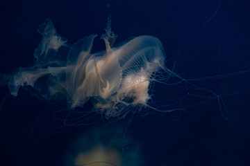 A translucent jellyfish floats gracefully through deep blue ocean waters with long delicate tentacles, capturing the serene and mysterious atmosphere of life in a dark marine habitat © Alina