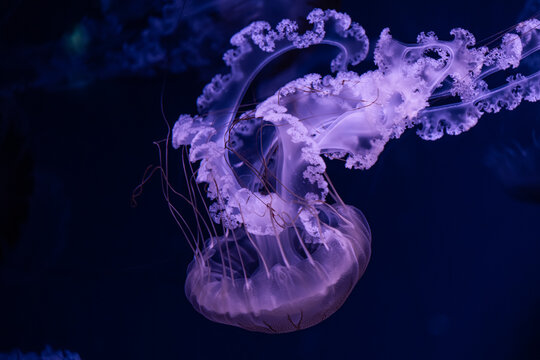 Graceful translucent jellyfish swimming through dark blue ocean water, illuminating the depth with bioluminescent glow to create a serene atmosphere in a tranquil marine environment