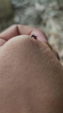 mosquito sucking blood