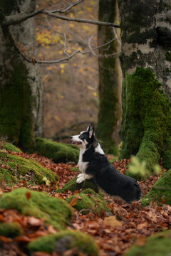 A black and white Corgi sits alert under thick tree trunks in the woods. The autumn leaves form a soft base around the attentive dog.
