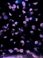 A group of glowing translucent jellyfish floats through deep dark ocean water, creating a serene and mystical underwater ambiance perfect for nature, science, and relaxation concepts © Alina