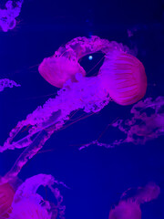 A group of bioluminescent jellyfish floating gracefully in dark deep blue water with a vibrant purple neon glow to create a truly mystical atmosphere in an underwater aquarium © Alina