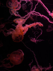 Group of bioluminescent jellyfish swimming in dark water, displaying elegant movement and vivid pink light to create a mesmerizing deep sea atmosphere of mystery and natural wonder © Alina