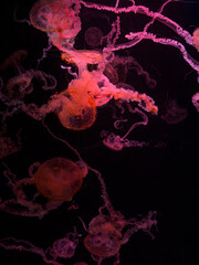 Group of vibrant pink jellyfish floating in deep dark water, creating a surreal and hypnotic underwater scene that evokes a sense of tranquility and fascination for marine wildlife © Alina