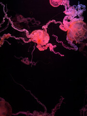 A group of glowing pink jellyfish floats gracefully in dark water, highlighting the ethereal beauty and mystery of marine life within a serene underwater environment for nature © Alina