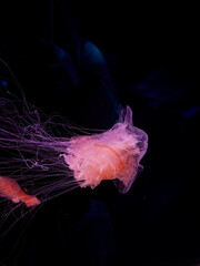 A glowing pink jellyfish floats through dark ocean water with delicate long trailing tentacles creating a mysterious and serene atmosphere in this aquatic display of marine life © Alina
