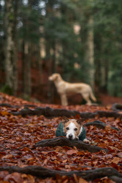 Jack Russell Terrier rests on the forest floor while a light dog passes in the background. The atmosphere is quiet and shaded.