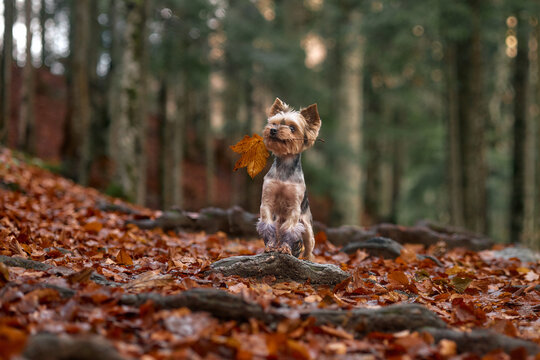 A Yorkshire Terrier walks through fallen leaves along a natural forest path. The motion is gentle and playful.