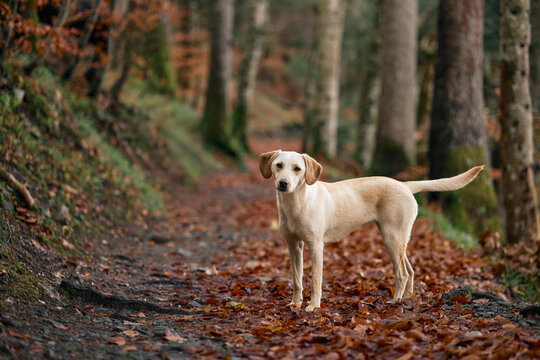 A light-colored mixed breed dog stands still on a woodland trail surrounded by fallen leaves. The path leads deeper into the trees.