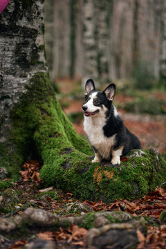A Cardigan Welsh Corgi sits relaxed next to a large tree. The forest ground is covered in leaves and moss.