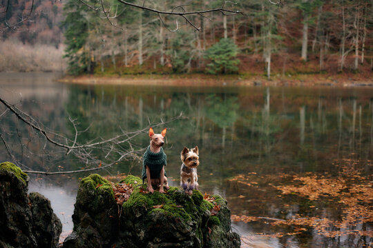 An American Hairless Terrier and a Yorkshire Terrier walk across fallen leaves in a quiet woodland. The dogs wear jackets and explore the base of tall trees.