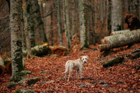A mixed breed dog walks among orange leaves and fallen logs in the forest. The earthy setting highlights the peaceful feel of the autumn landscape.