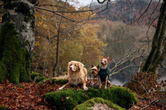 An American Hairless Terrier and a Nova Scotia Duck Tolling Retriever sit side by side among leaves and moss. The forest behind them shows soft evening light.