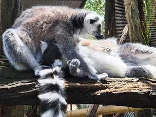 Fototapeta premium the lemurs are preenining each other