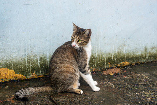 Portrait of a tabby cat in Pelourinho