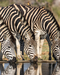 Oxpeckers foraging on zebras' backs and manes, Kruger National Park © Wikus