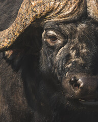 Close-up of an African buffalo's eye and muddy horn, Kruger © Wikus