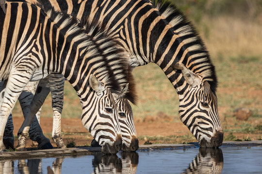 Zebras drinking at a waterhole with necks forming an arch, Kruger