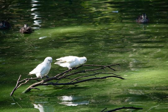 the two little corellas are resting on branches over the water