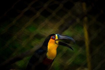 Naklejka premium Black-billed Toucan in Close-up