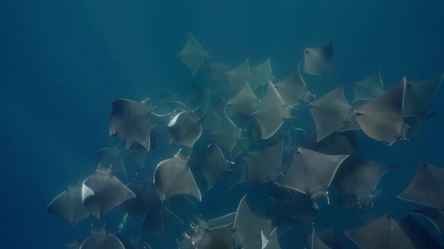 Underwater view of a spectacular Mobula ray aggregation in Mexico, with hundreds of devil rays forming a mesmerizing courtship vortex, swirling together in a giant living ball beneath ocean waters.