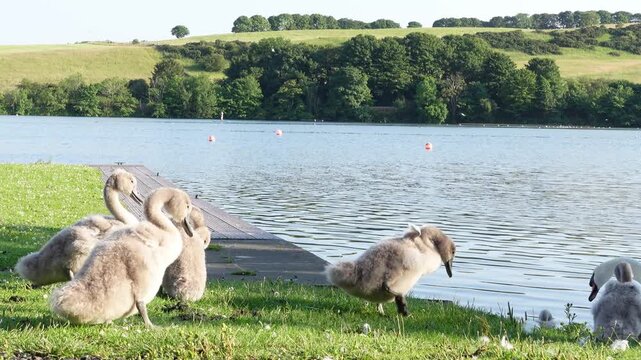 Adorable young cygnets following their parent swan into the water for a swim in a lake