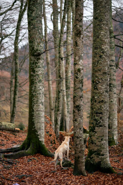 A cream-colored mixed dog stands beside tall trunks in a leaf-covered forest. The autumn scene shows quiet light and soft earthy ground.