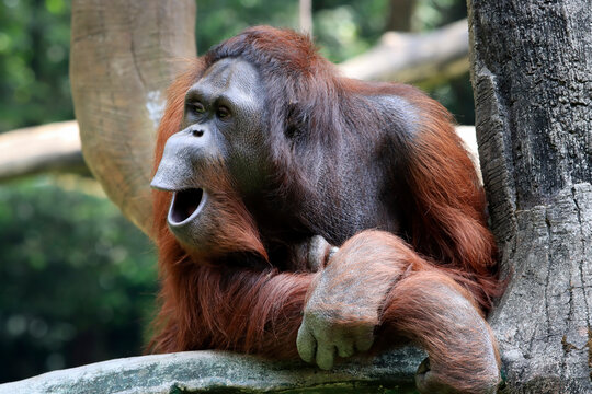 a Female Bornean orangutan resting on a tree branch,  Close Up Female orangutan pongo pygmaeus in natural forest habitat