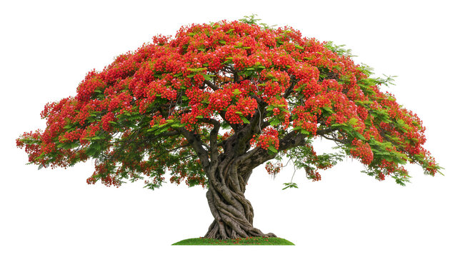 Flamboyant tree with vibrant red flowers and green leaves, isolated on transparent background
