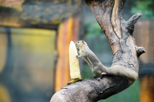 Squirrel eat on a Tree. Squirrels are members of the family Sciuridae  The squirrel family includes tree squirrels, ground squirrels (including chipmunks and prairie dogs, among others), and flying sq