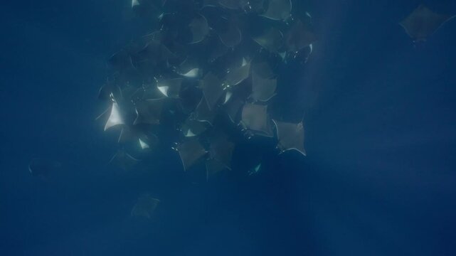 Underwater view of a spectacular Mobula ray aggregation in Mexico, with hundreds of devil rays forming a mesmerizing courtship vortex, swirling together in a giant living ball beneath ocean waters.