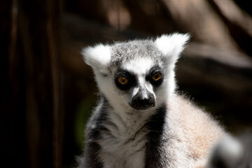Fototapeta premium this is a close up of a ringtailed lemur