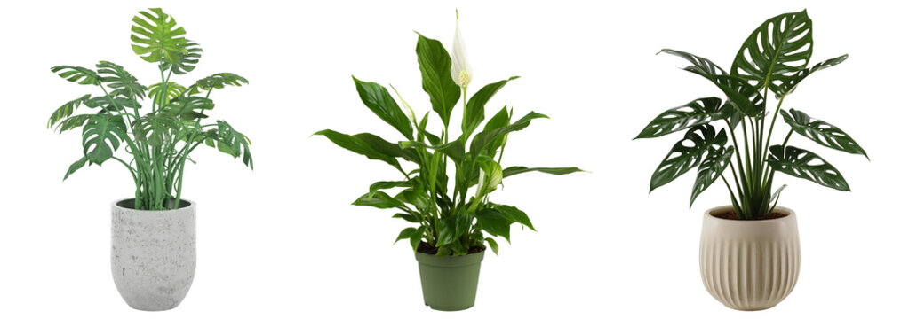 Three potted houseplants: Monstera deliciosa, Spathiphyllum, and Monstera adansonii, isolated on transparent background