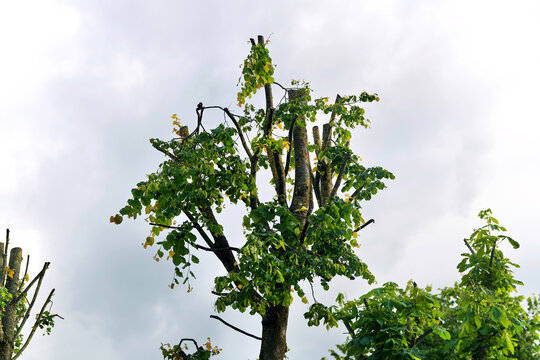 Heavily pruned tree with cut branches and remaining green leaves standing against overcast sky. Arborist pruning mistakes, improper tree topping, cut branch stubs, pollarded tree canopy.