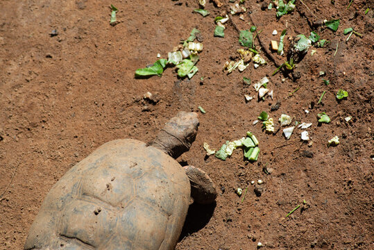 Tortoise walking on packed earth