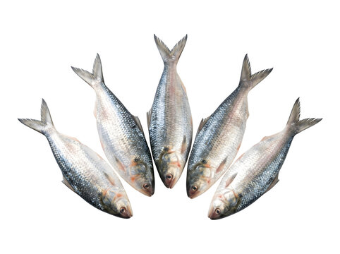 Five fresh hilsa fish arranged in a fan shape isolated on transparent background