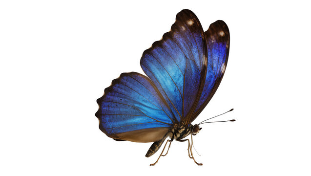 Vibrant blue morpho butterfly with dark brown markings, isolated on transparent background