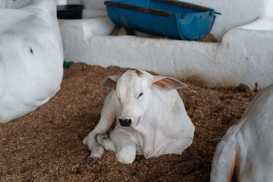 Nelore Calf Resting